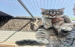 Siberiano gatos en venta: Gatitos Siberianos Hipoalergénicos - Imagen 5