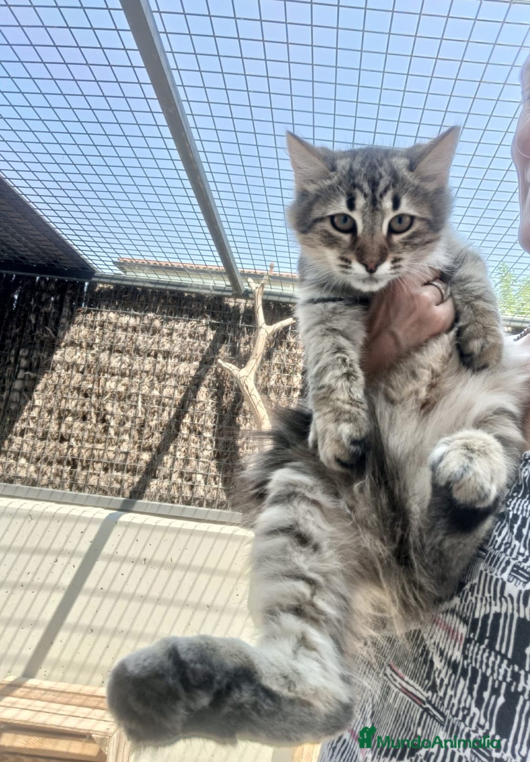 Siberiano gatos en venta: Gatitos Siberianos Hipoalergénicos - Imagen 5