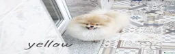 Pomerania perros en venta: Pomerania ositos toy  - Anuncio 2