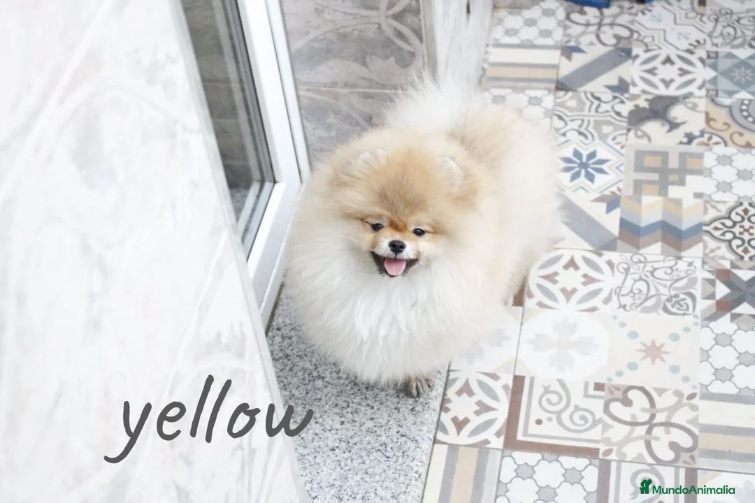 Pomerania perros en venta: Pomerania ositos toy  - Anuncio 2
