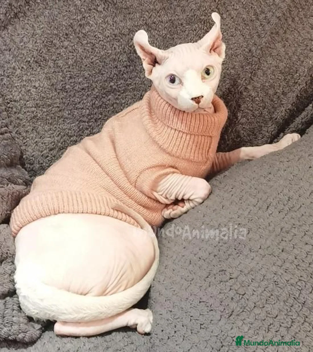 Imagen de galería {{count}}