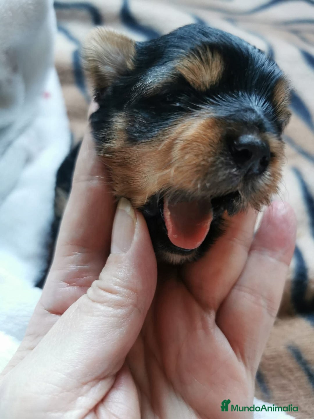 Yorkshire Terrier perros en venta: Camada yorkshire terrier - Anuncio 11