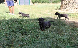 Dogo Alemán perros en venta: Dogo alemán/ gran danés  - Imagen 14