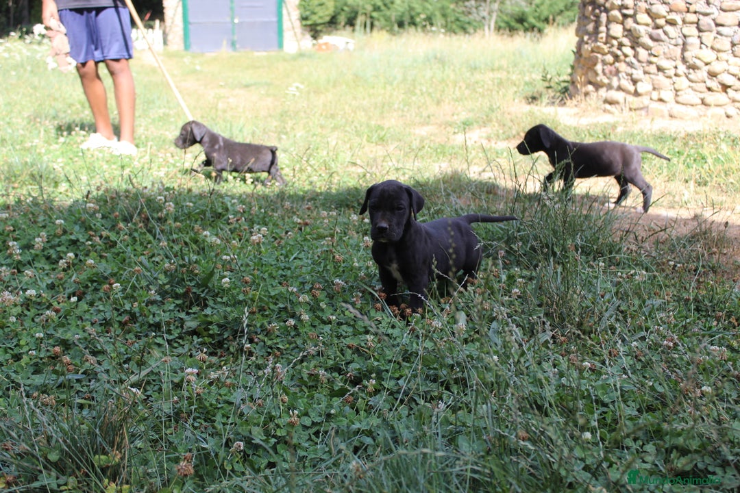Dogo Alemán perros en venta: Dogo alemán/ gran danés  - Imagen 14