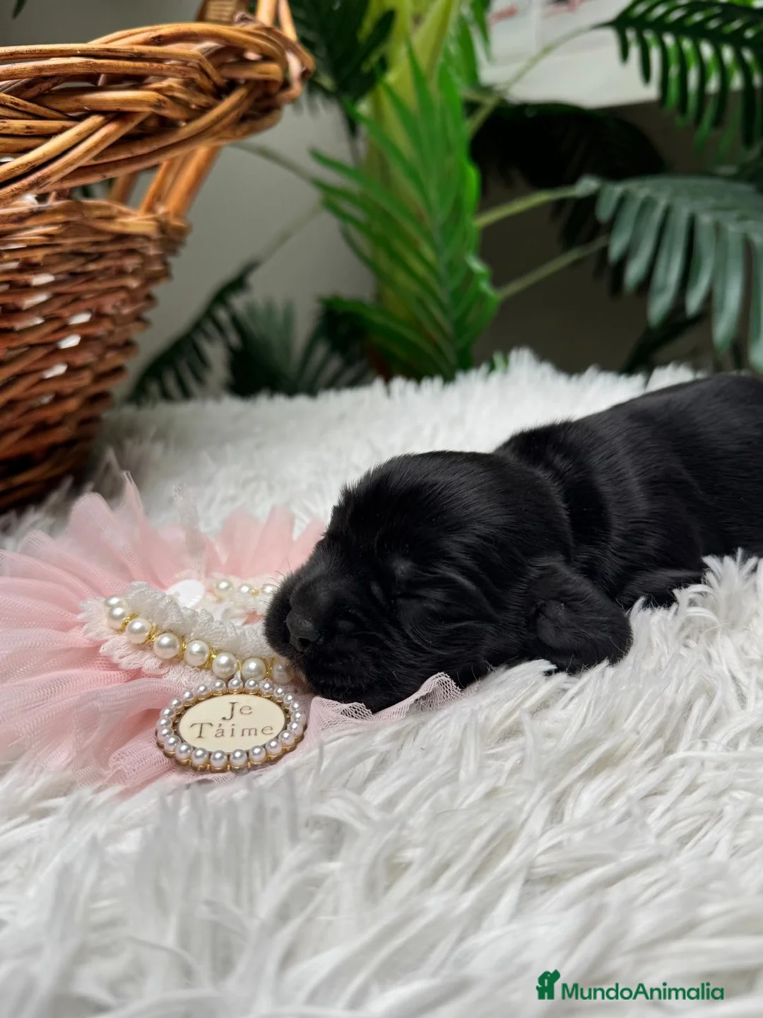 Cocker Spaniel Inglés perros en venta: COCKER SPANIEL INGLES - Anuncio 5