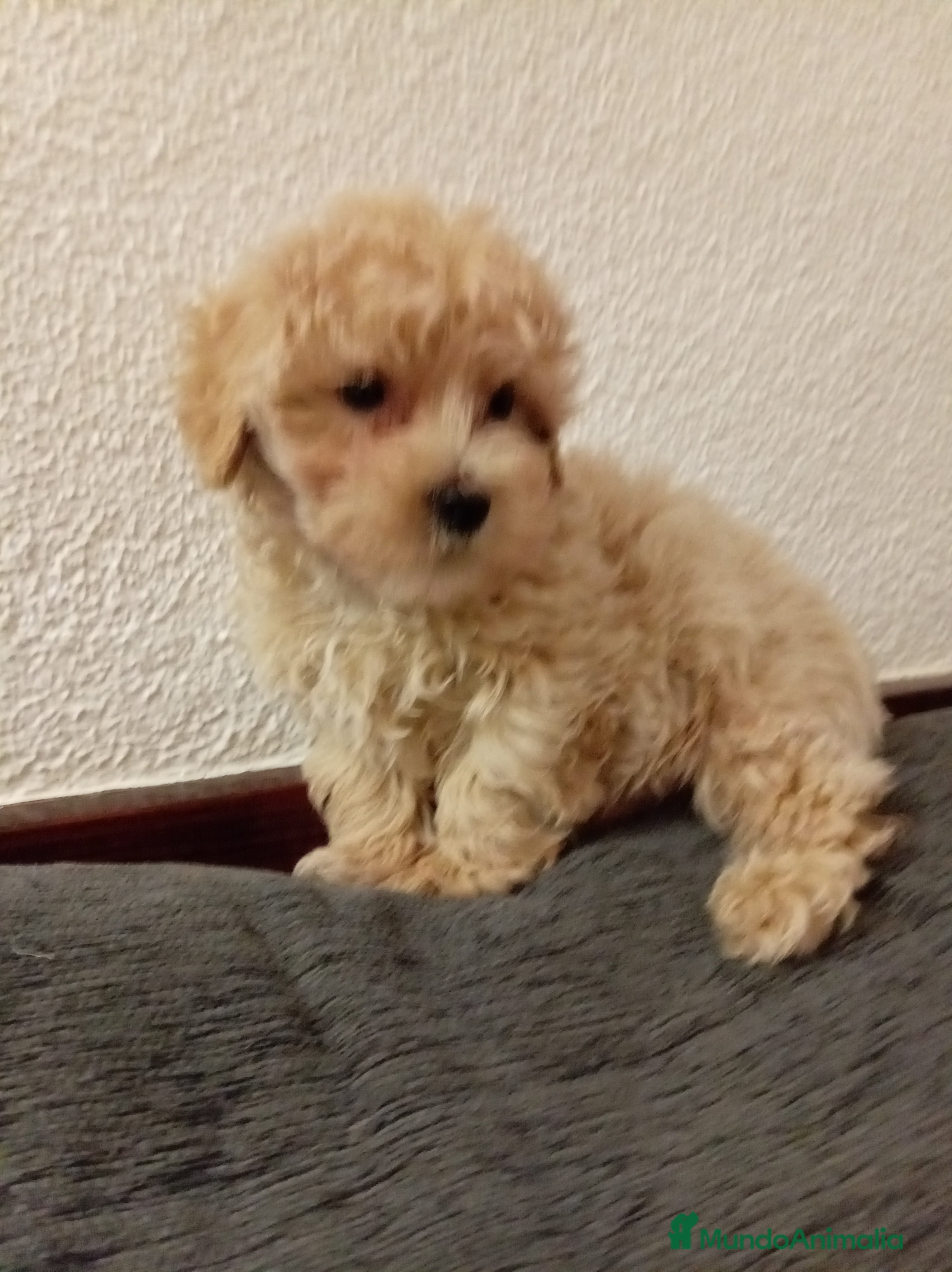 Caniche Toy perros Caniche toy - Anuncio 3