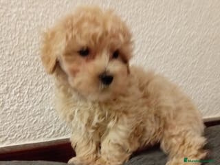 Caniche Toy perros Caniche toy - Anuncio 8