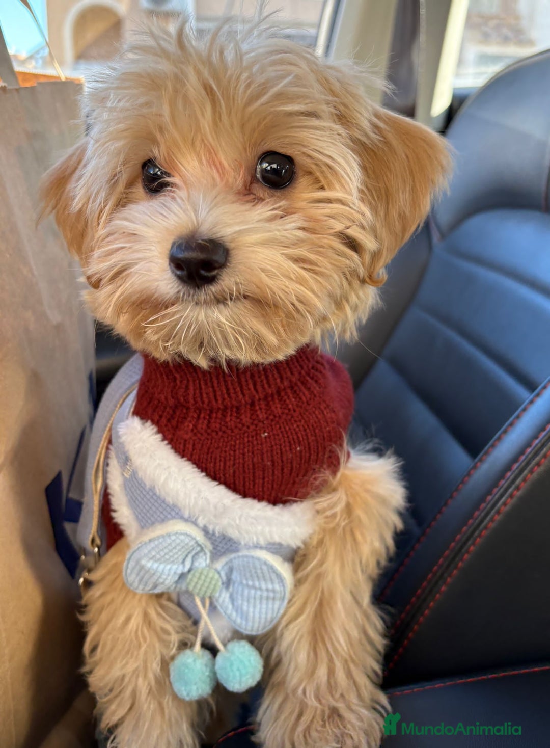 Maltipoo perros en venta: Maltipoo CALIDAD  - Anuncio 3