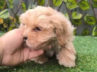 Maltipoo perros Maltipoo, machos y hembras en Granada - Anuncio 9