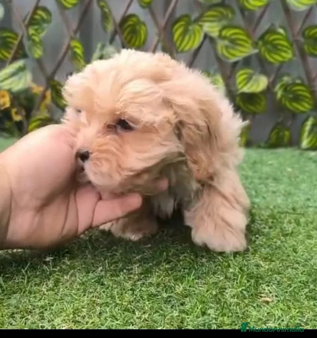 Maltipoo perros en venta: Maltipoo, machos y hembras  en Granada - Anuncio 1
