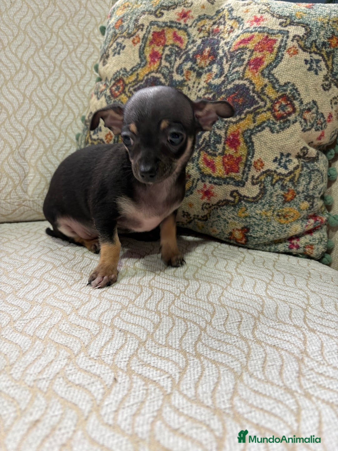 Chihuahua perros en venta: Chihuahua Toy hembra negro - Anuncio 10