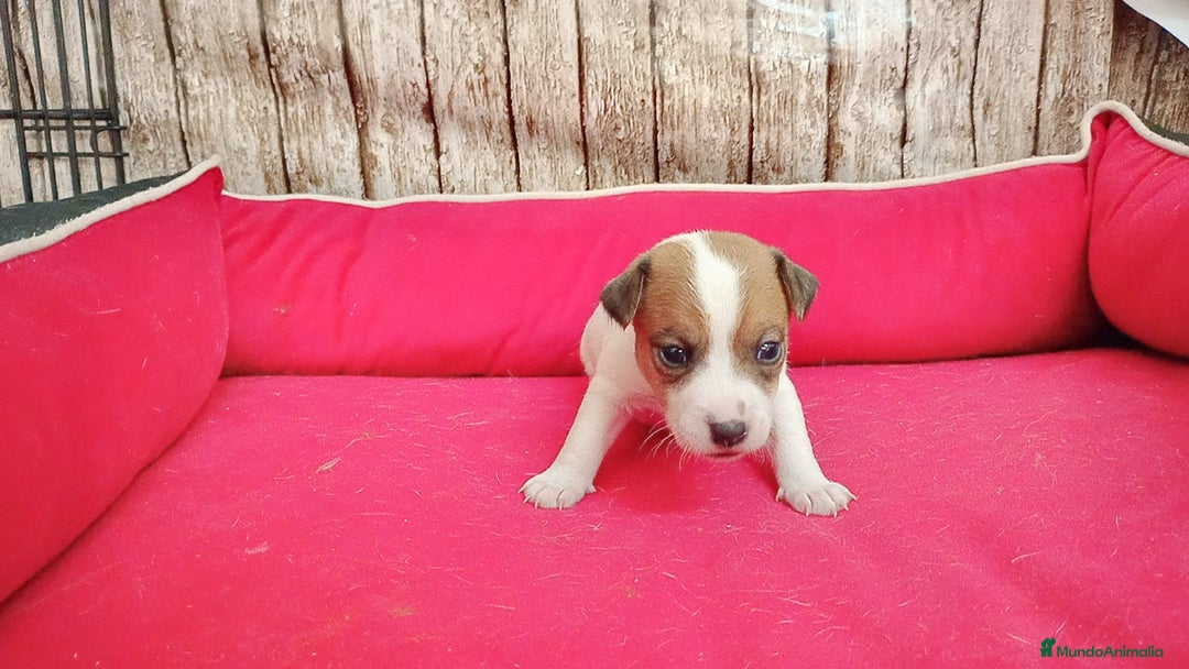 Jack Russell Terrier perros en venta: Jack Russell  - Imagen 4