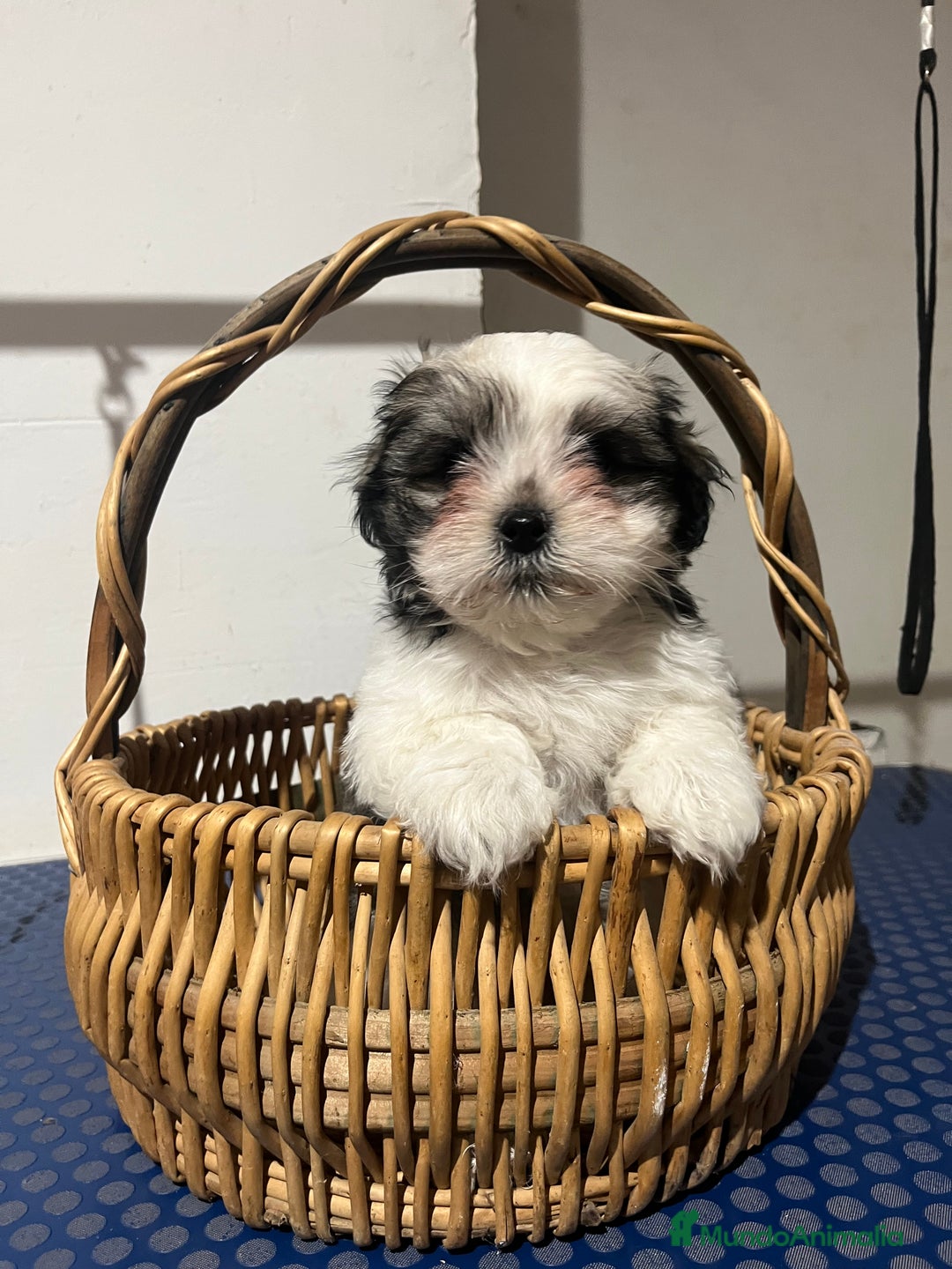 Shih Tzu perros en venta: Shih tzu  - Anuncio 4