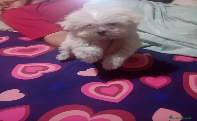 Bichón Maltés perros - Propaganda 1