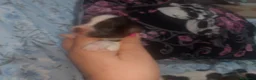 Maltipom perros en venta: Camada de maltipom  - Anuncio 4
