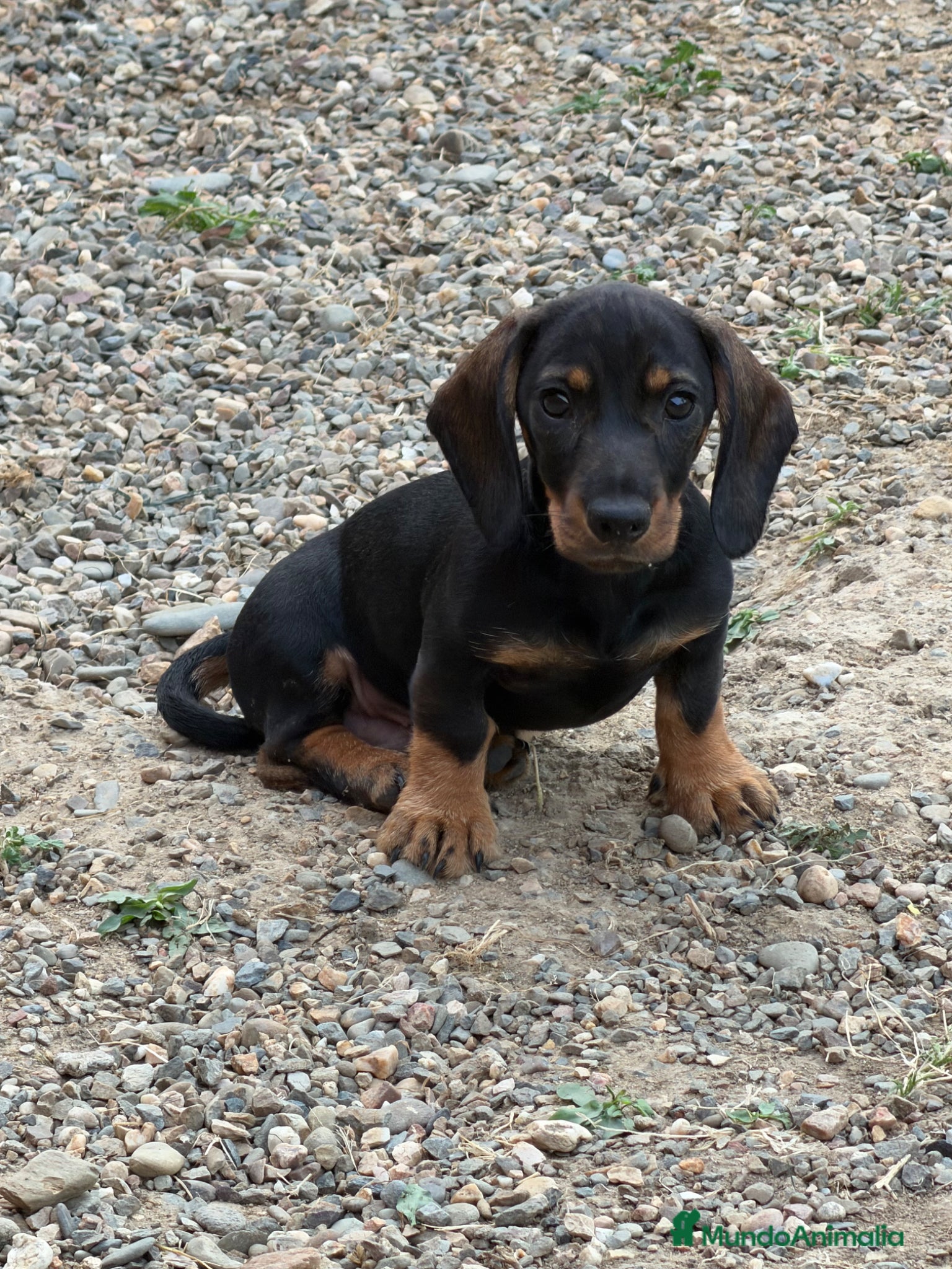 Teckel perros Macho St de Pelo Duro  - Anuncio 10