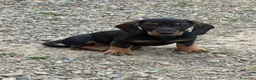 Teckel perros en venta: Macho St de Pelo Duro  - Anuncio 2