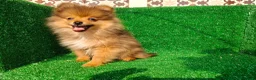 Pomerania perros en venta: Pomerania  - Anuncio 16