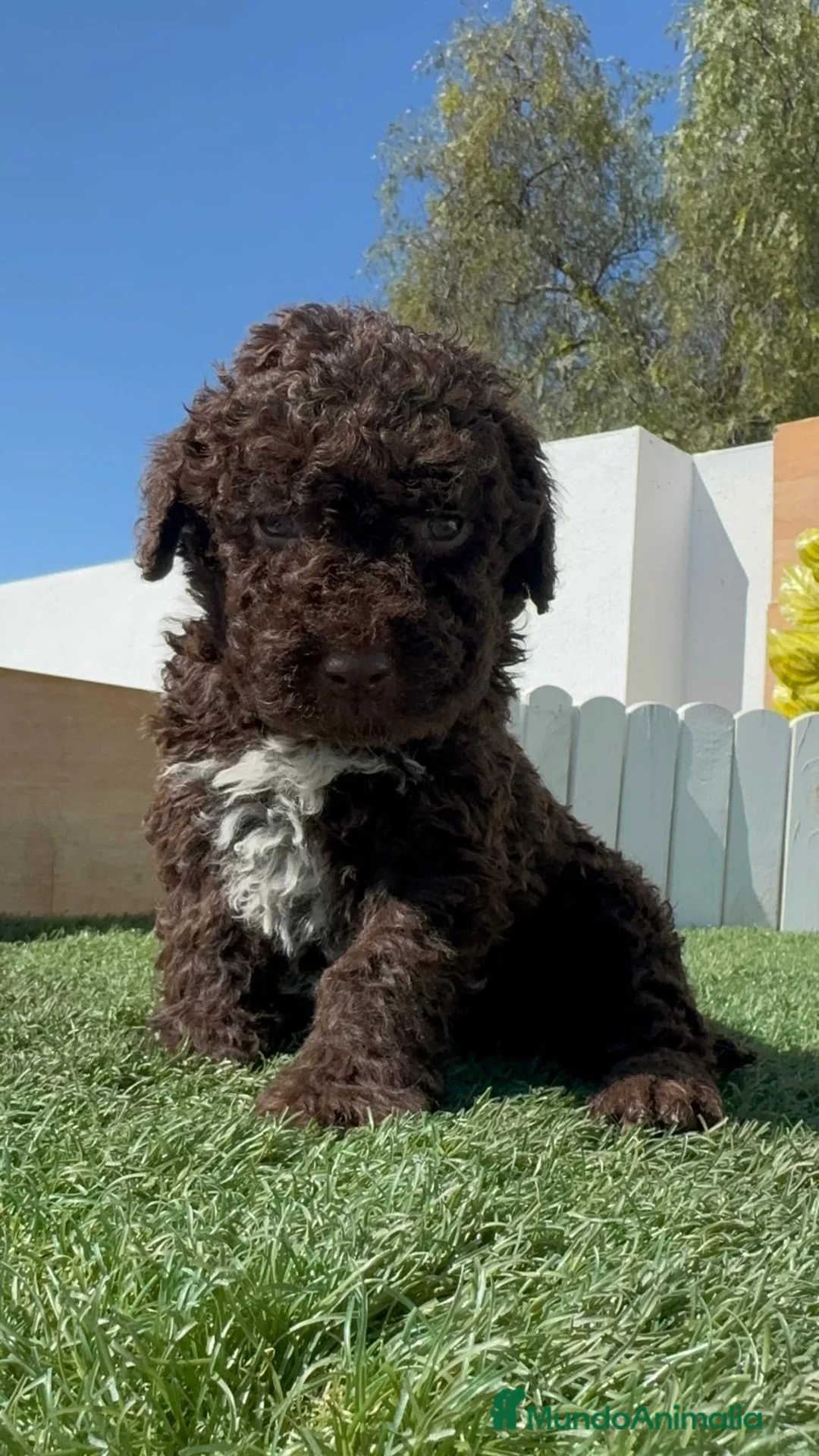 Perro de Agua Español perros en venta: PERRO DE AGUA  - Anuncio 1