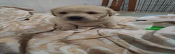 Labrador Retriever perros en venta: Espectacular camada de labrador retriever 🐶🐾 en Málaga - Anuncio 2
