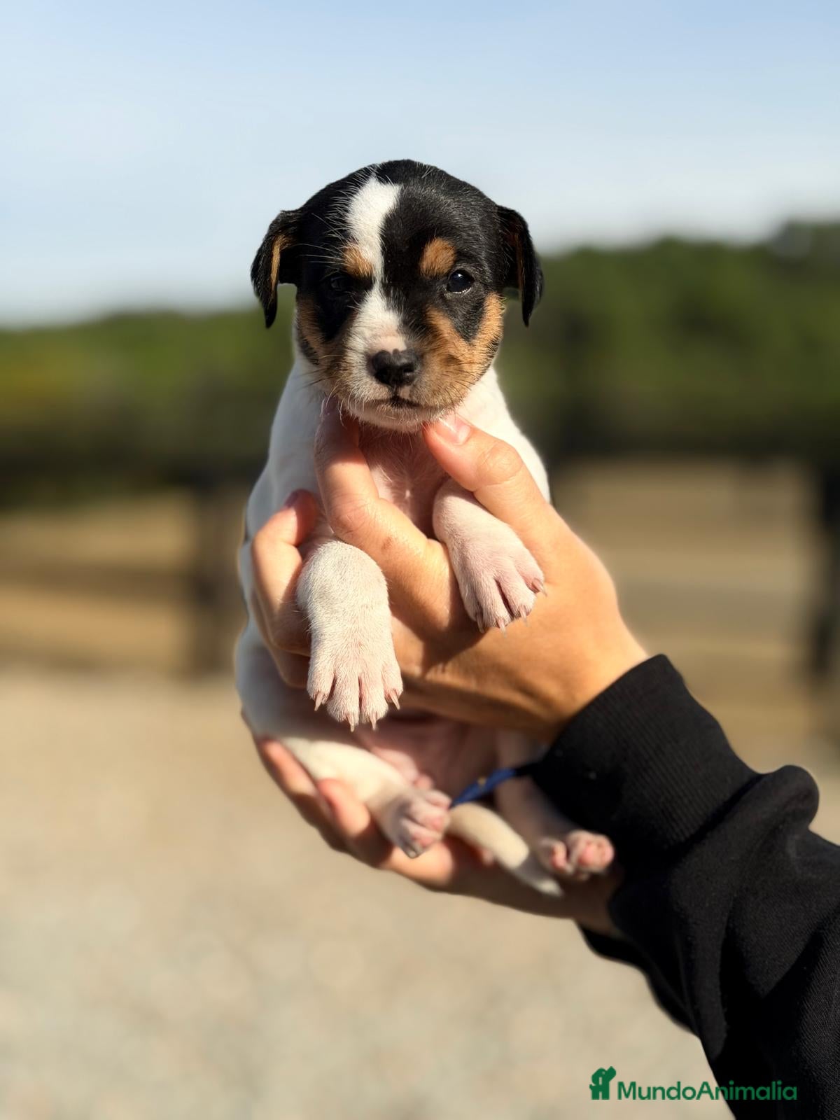 Ratonero Bodeguero Andaluz perros Bodeguero andaluz hembra - Anuncio 2