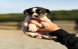 Ratonero Bodeguero Andaluz perros en venta: Bodeguero andaluz hembra - Imagen 2