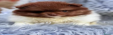 Pomerania 2