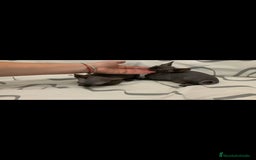 Sphynx gatos en venta: Gatas egipcio  - Imagen 3