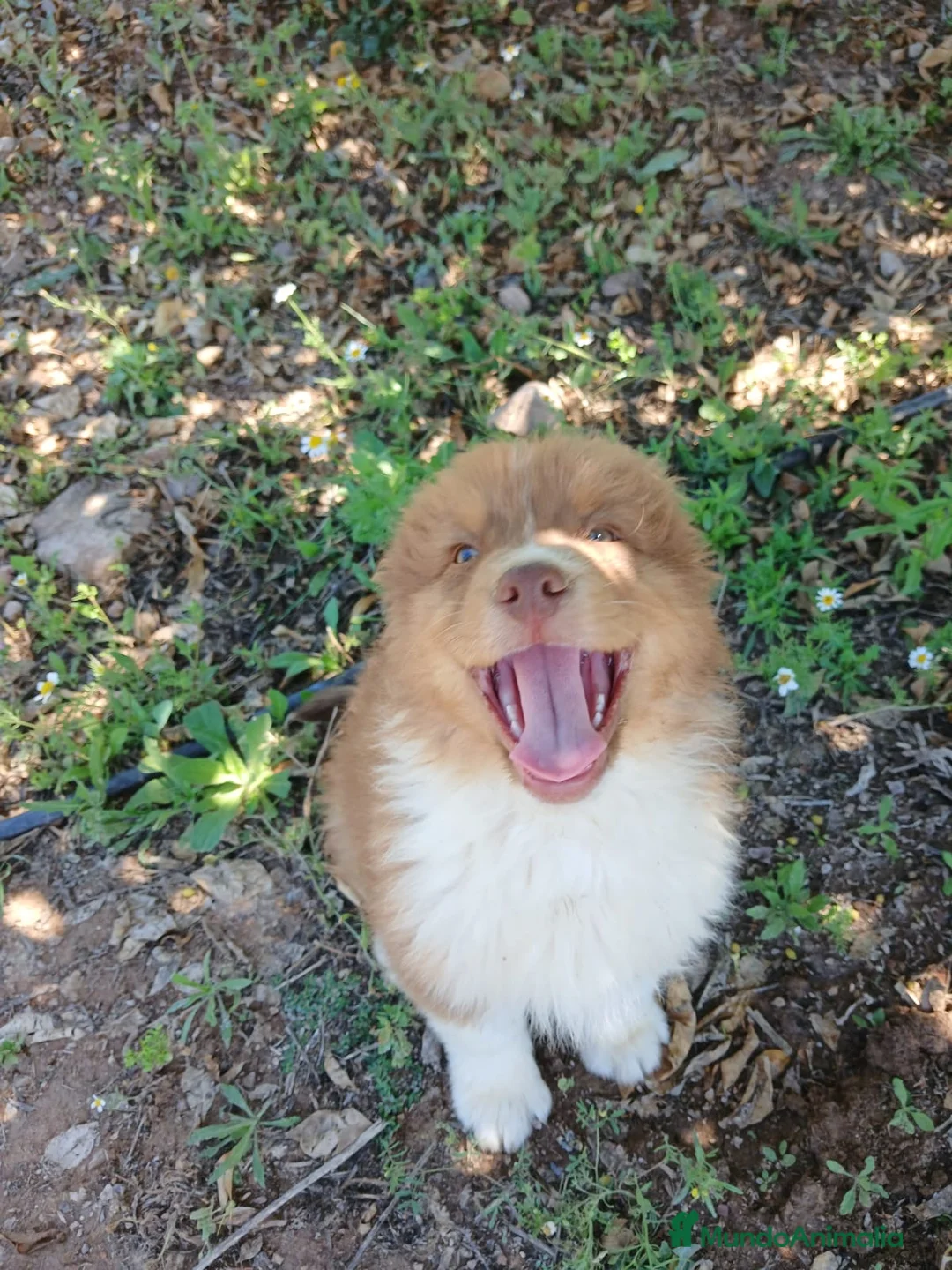 Pastor Australiano perros en venta: CACHORRO PASTOR AUSTRALIANO  - Anuncio 1