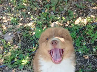 Pastor Australiano perros CACHORRO PASTOR AUSTRALIANO - Anuncio 1