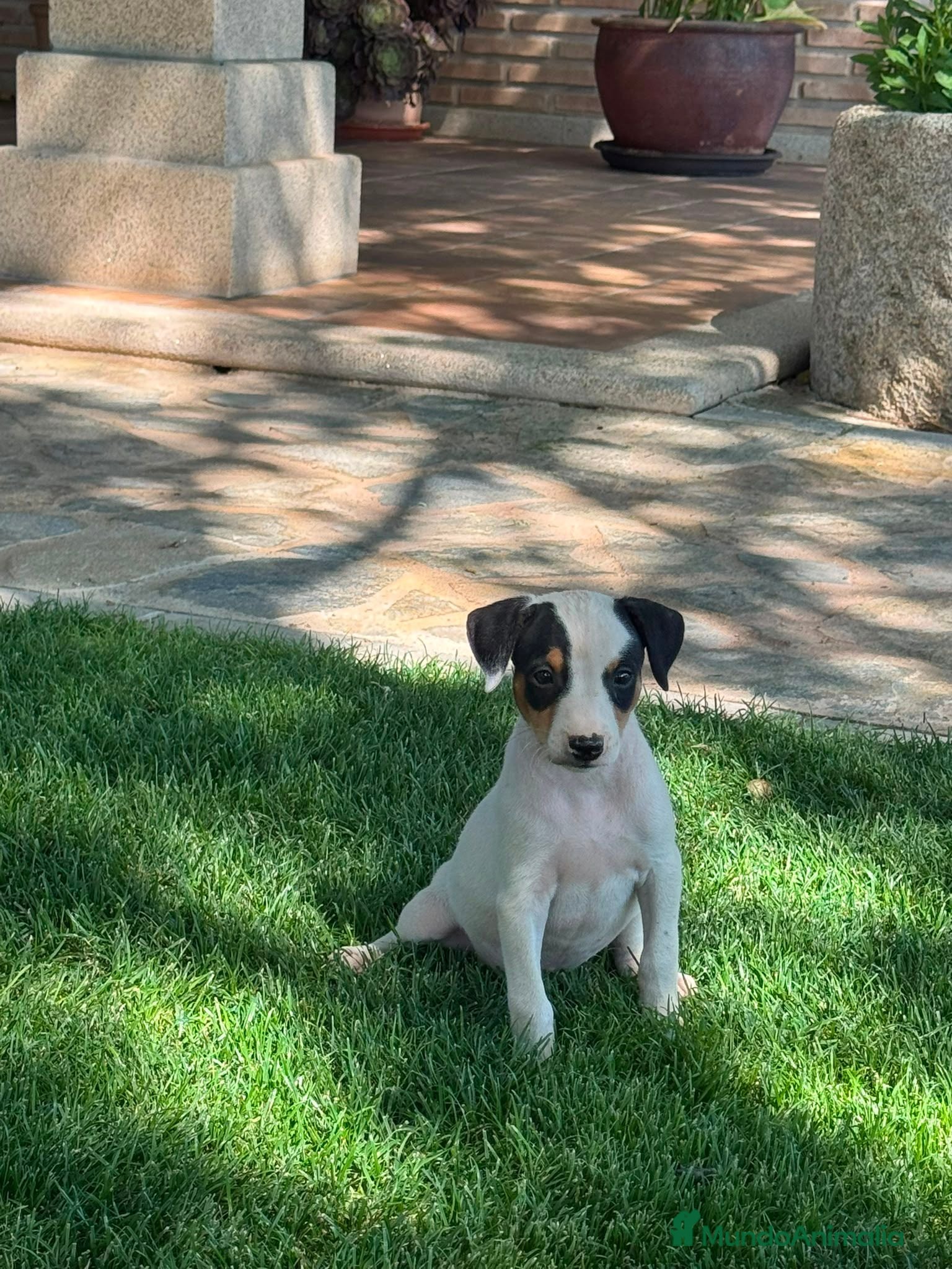 Ratonero Bodeguero Andaluz perros Ratonero Bodeguero Andaluz - Anuncio 1