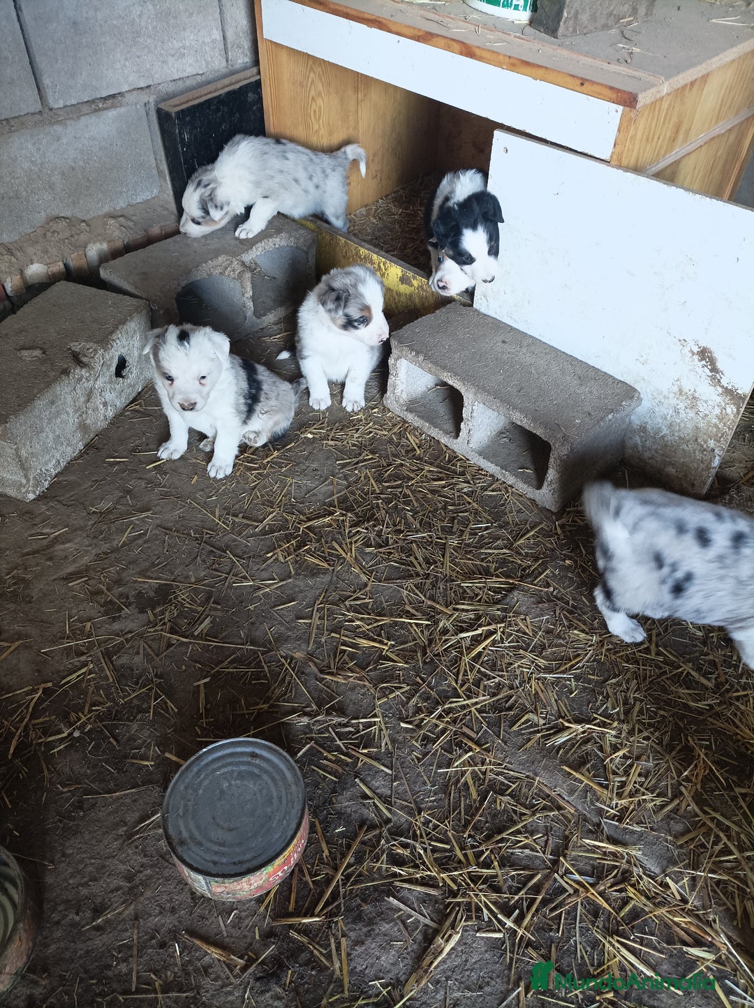 Border Collie perros en venta: Boder collie Getafe  - Anuncio 3