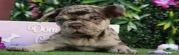 Bulldog Francés perros en venta: Bulldog francés exóticos  - Anuncio 5