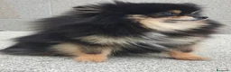 Pomerania perros en venta: Pomerania super toy - Anuncio 7