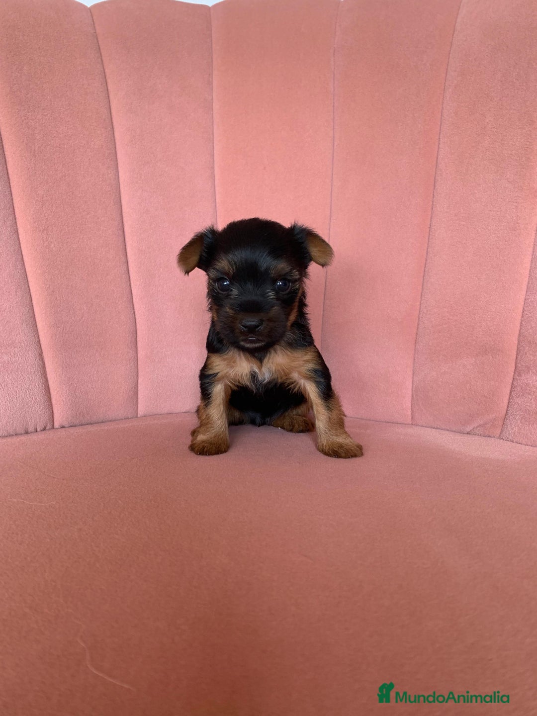 Yorkshire Terrier perros en venta: Yorkshire terrier - Imagen 2