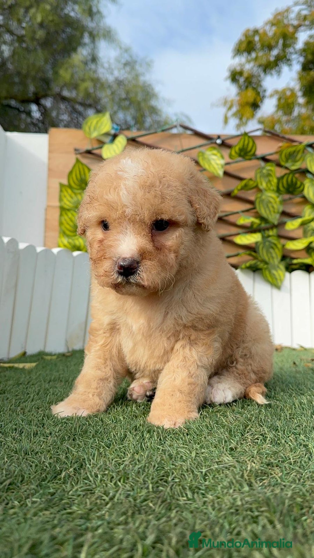 Perro de Agua Español perros en venta: PERRO DE AGUA ESPAÑOL - Anuncio 10