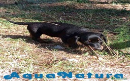 Teckel Miniatura perros en venta: Teckel Macho de Tiana y Tilo 4491 AQUANATURA - Imagen 5