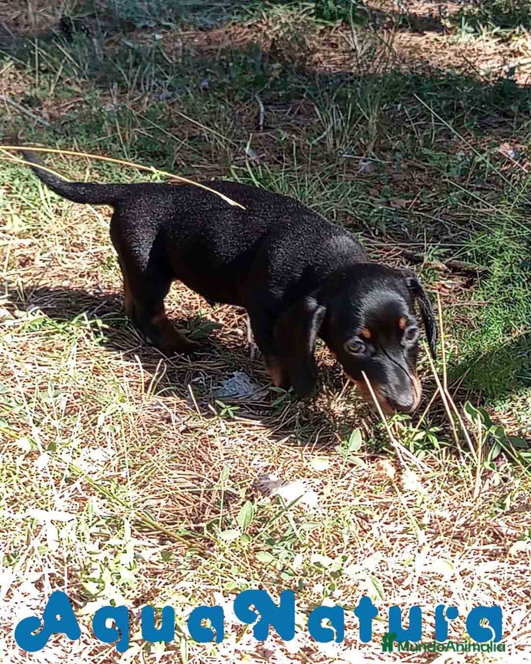 Teckel Miniatura perros en venta: Teckel Macho de Tiana y Tilo 4491 AQUANATURA - Imagen 5