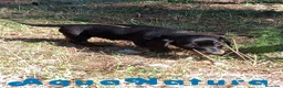 Teckel Miniatura perros en venta: Teckel Macho de Tiana y Tilo 4491 AQUANATURA - Anuncio 5