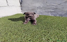Whippet perros en venta: Whippet blue  - Imagen 2