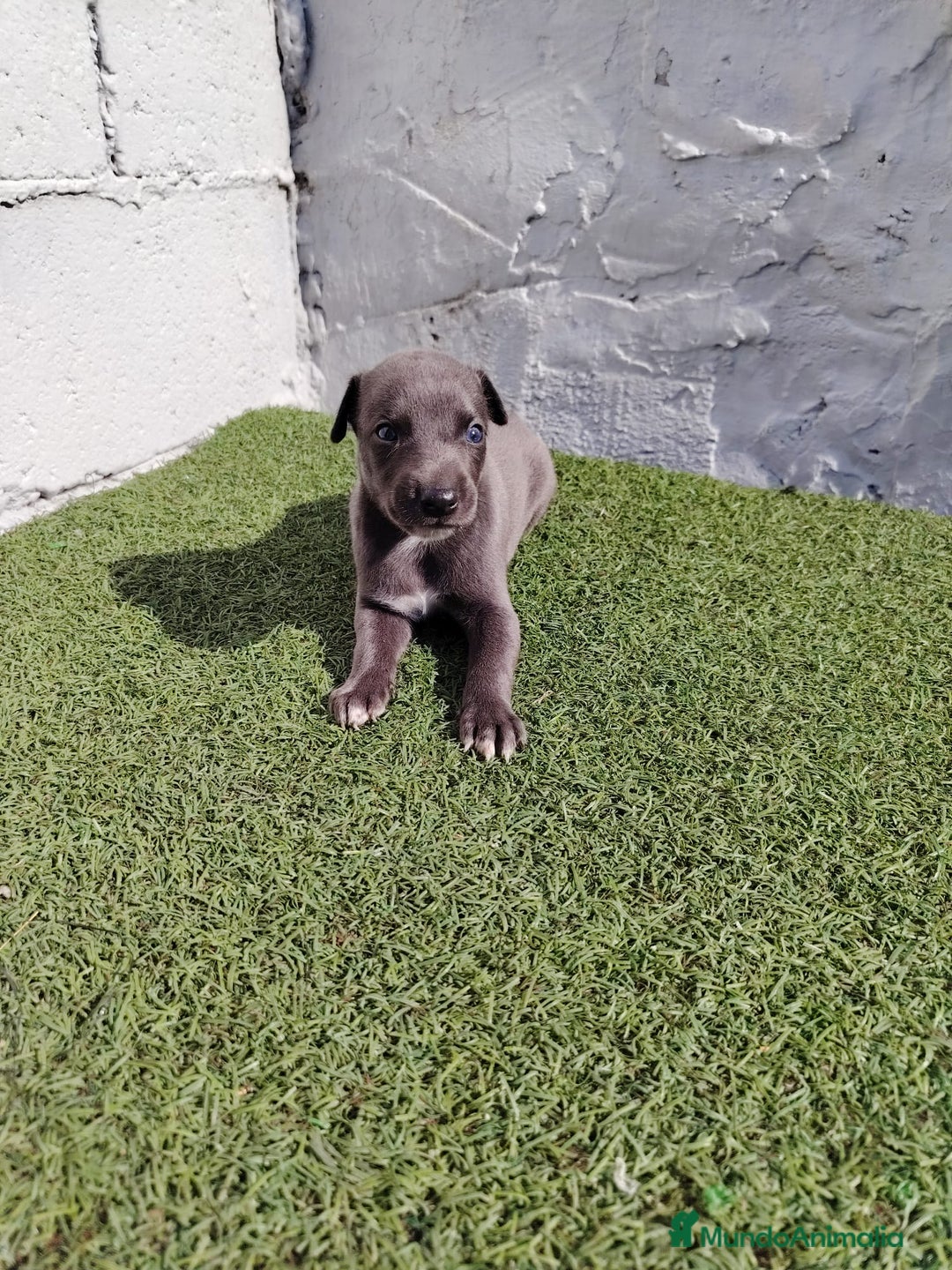 Whippet perros en venta: Whippet blue  - Imagen 2