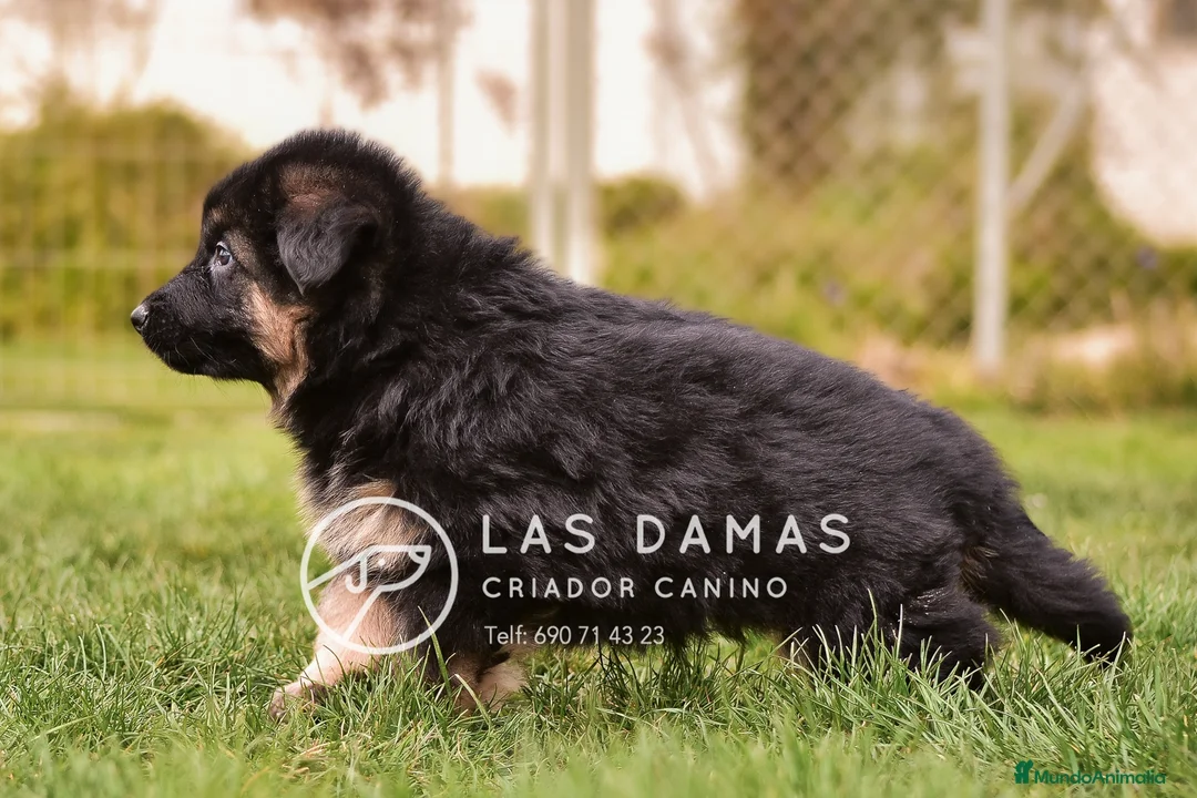 Pastor Alemán perros en venta: Pastor aleman - Anuncio 1