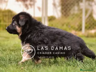 Pastor Alemán perros Pastor aleman - Anuncio 2