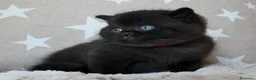 Británico de Pelo Corto gatos en venta: Gatitos British Shorthair negros con pedigree  - Anuncio 5