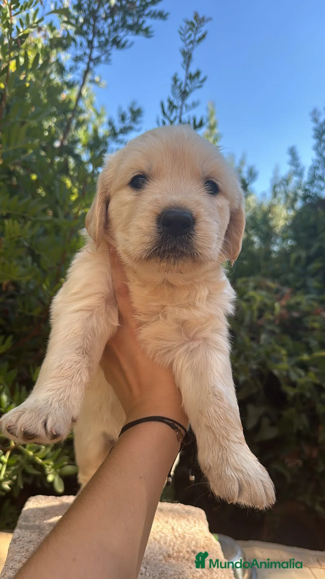 Golden Retriever perros en venta: Golden Retriever - Anuncio 2