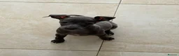 Pequeño Lebrel Italiano perros en venta: CACHORROS DE PICCOLO LEBREL ITALIANO  - Anuncio 2
