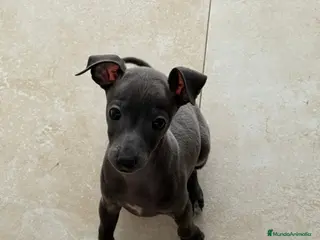 Pequeño Lebrel Italiano perros CACHORROS DE PICCOLO LEBREL ITALIANO - Anuncio 2