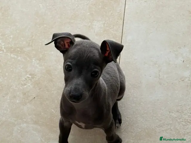 Pequeño Lebrel Italiano perros CACHORROS DE PICCOLO LEBREL ITALIANO - Anuncio 2