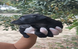 Pequeño Lebrel Italiano perros en venta: Pequeño lebrel Italiano disponibles - Imagen 2