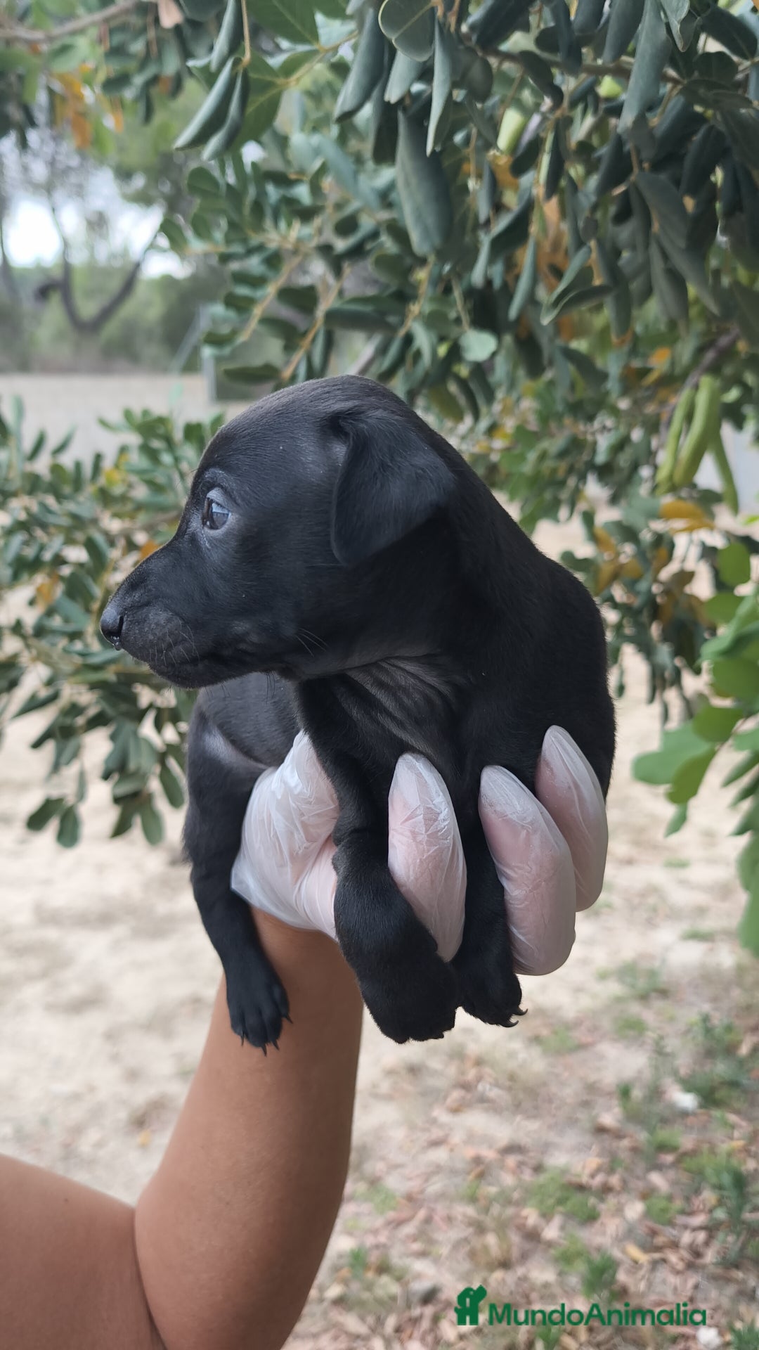 Pequeño Lebrel Italiano perros en venta: Pequeño lebrel Italiano disponibles - Imagen 2